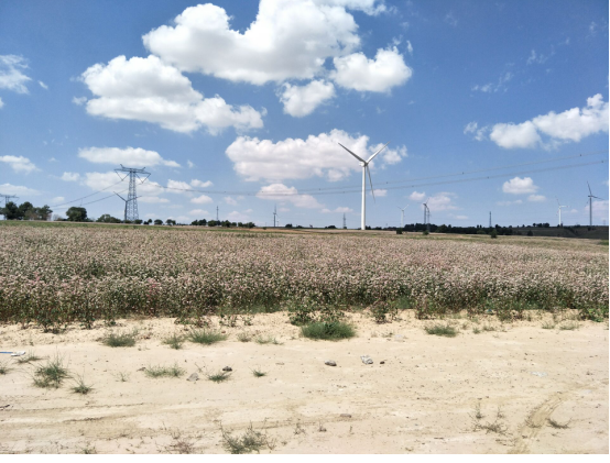Դ޹˾߷ؿӷ糡һ49.5MWְҵʩרƪ